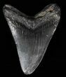 Bargain, Fossil Megalodon Tooth #57472-1